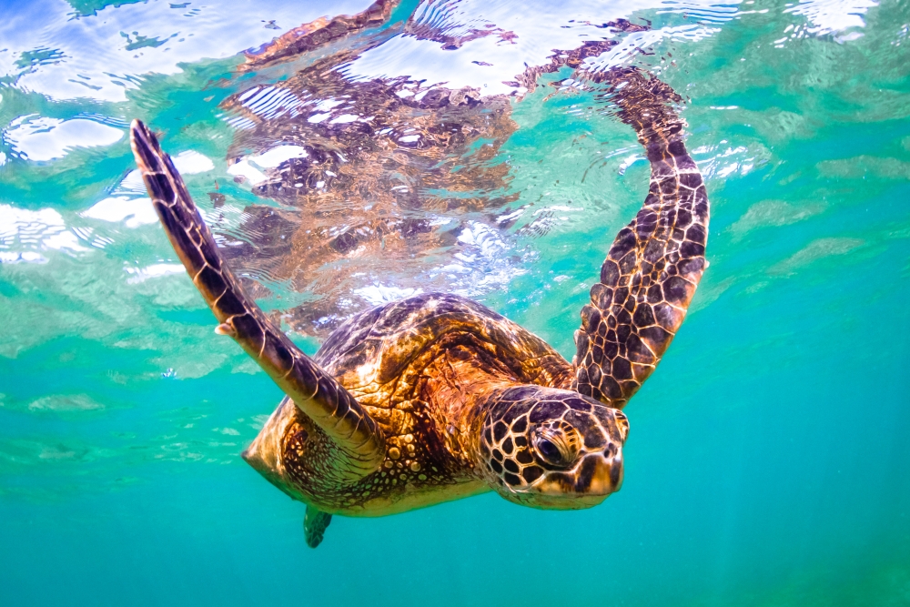 bigstock-Hawaiian-Green-Sea-Turtle-112235696