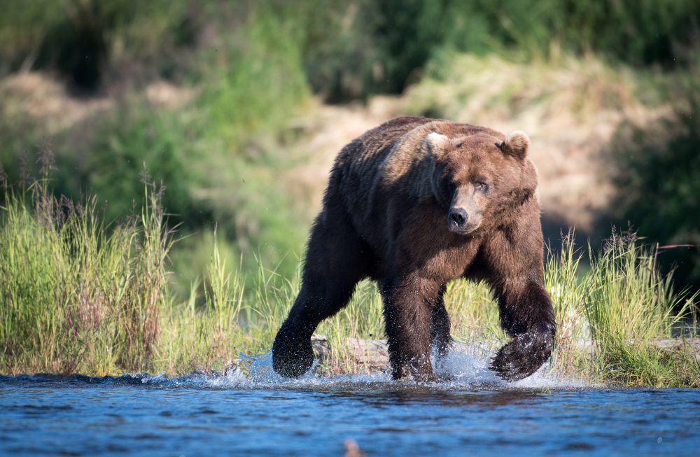 bigstock-Large-Alaskan-Brown-Bear-150514223