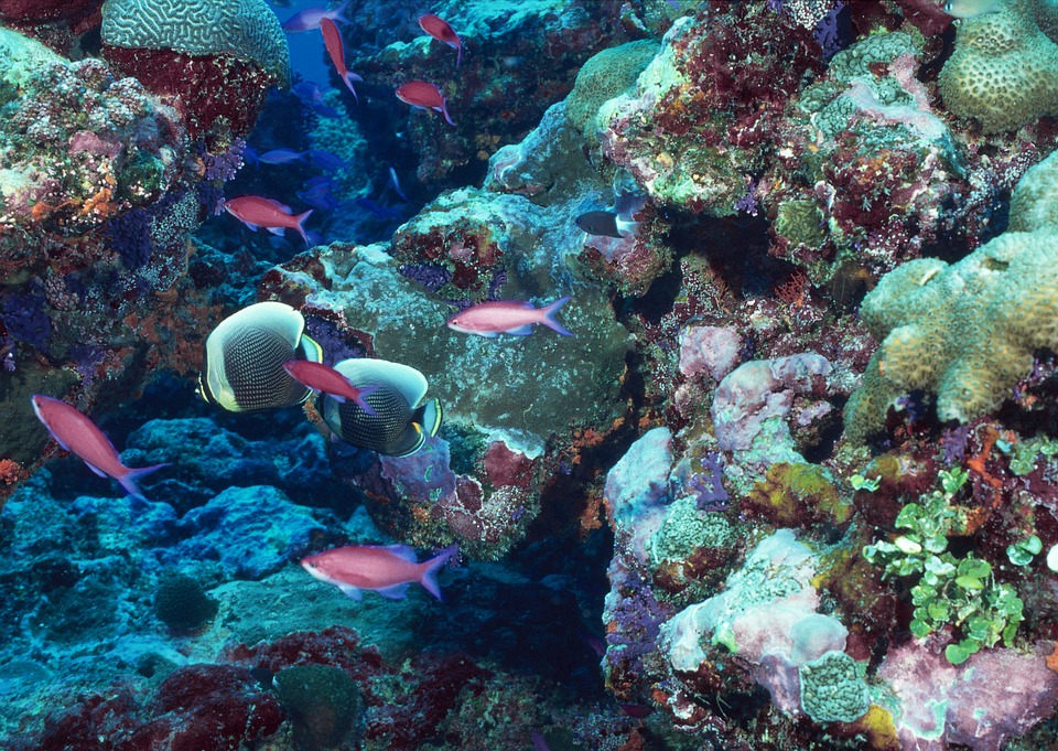  Korálové útesy Hol Chan, Belize